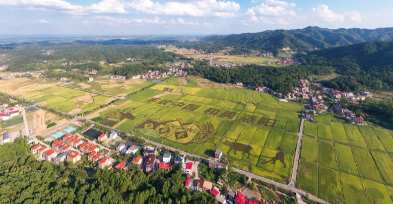“彩色稻田畫(huà)”扮靚鄉村