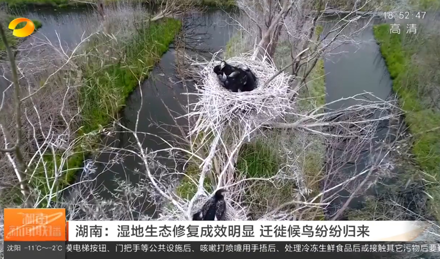 湖南：濕地生態(tài)修復成效明顯 遷徙候鳥(niǎo)紛紛歸來(lái)